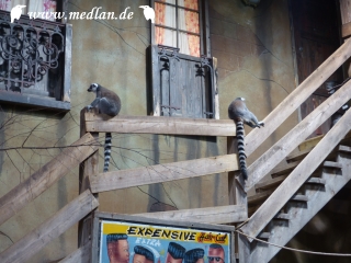 Tierpark; Die Lemuren sind los!